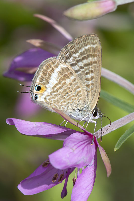 Lampides boeticus - Lycaenidae